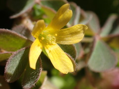Oxalis pilosa
