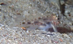 Fusigobius maximus