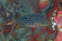Canthigaster petersii