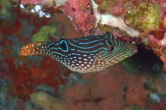 Canthigaster petersii