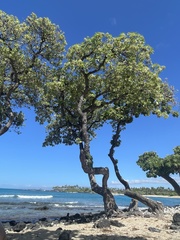 Ortygornis pondicerianus