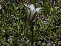 Gentiana newberryi tiogana