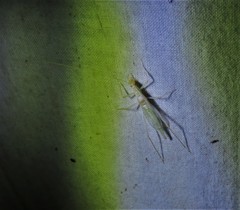 Oecanthus leptogrammus