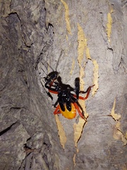 Calliclopius nigripes