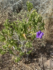 Ruellia californica californica