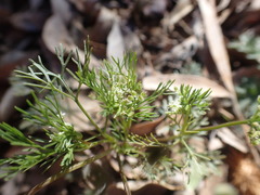Spermolepis lateriflora