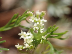 Spermolepis lateriflora
