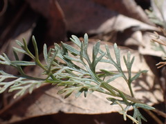 Spermolepis lateriflora
