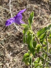 Ruellia californica californica