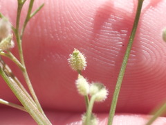 Spermolepis lateriflora