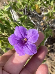 Ruellia californica californica