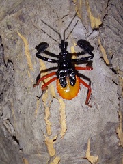 Calliclopius nigripes