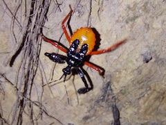 Calliclopius nigripes