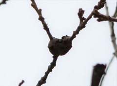 Callirhytis frequens