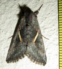 Vittaplusia vittata