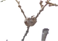 Callirhytis frequens