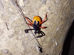 Calliclopius nigripes