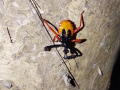 Calliclopius nigripes