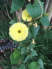 Ipomoea ochracea