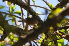 Cantorchilus modestus