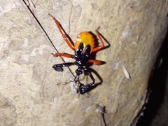 Calliclopius nigripes