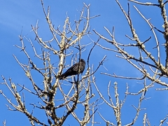 Corvus brachyrhynchos