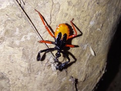 Calliclopius nigripes