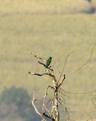 Chrysococcyx cupreus