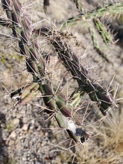 Cylindropuntia thurberi