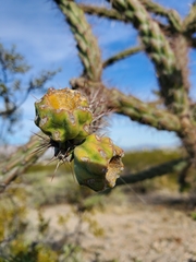 Cylindropuntia thurberi