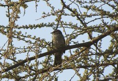 Campephaga phoenicea