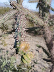 Cylindropuntia thurberi