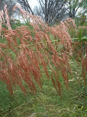 Calomeria amaranthoides