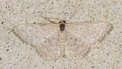 Idaea philocosma