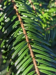 Abies grandis
