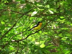 Ficedula zanthopygia