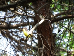 Ficedula zanthopygia