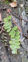 Adiantum edgeworthii