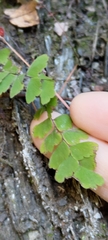 Adiantum edgeworthii
