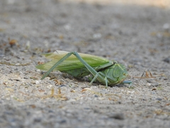 Stilpnochlora azteca
