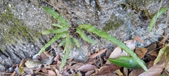 Pteris longipinna