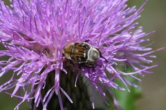 Trichiotinus piger