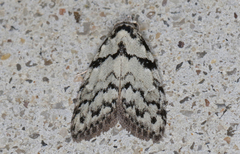 Nola melanogramma