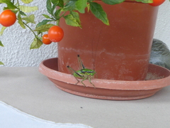 Eupholidoptera smyrnensis