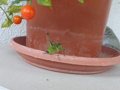 Eupholidoptera smyrnensis