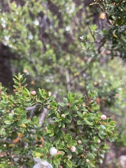 Leptospermum rupestre