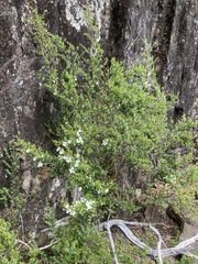 Leptospermum rupestre
