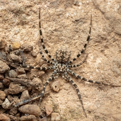 Hersiliola