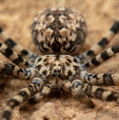 Hersiliola