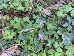 Oxalis debilis